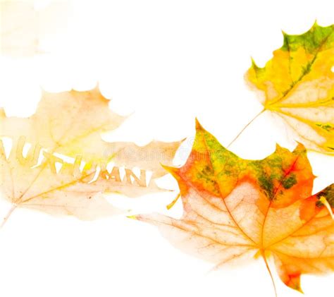 Falling Autumn Maple Leaves Natural Background Stock Photo Image Of
