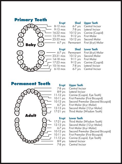 An Info Sheet Showing The Different Types Of Teeth