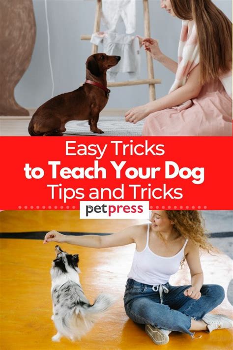 7 Easy Tricks To Teach Your Dog Fun And Useful Behaviors For Your Pet