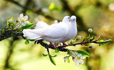 24 Best Images About Doves On Pinterest Spring The Bride And
