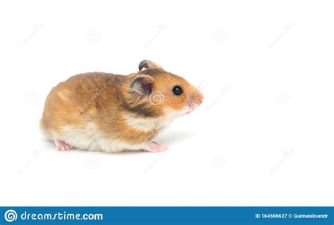 Syrian Hamster Stock Image Image Of Funnylooking Curious 164566627
