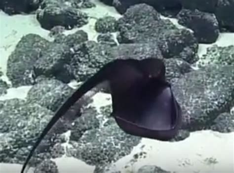 Scientists Capture Rare Deep Sea Gulper Eel On Video Video
