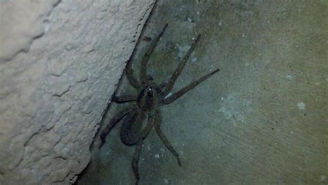Spider In North Las Vegas Nv Hogna Antelucana Bugguidenet