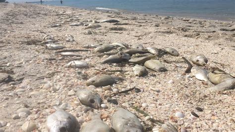 Red Tide Affecting Sarasota Beaches News Sarasota Herald Tribune Sarasota FL