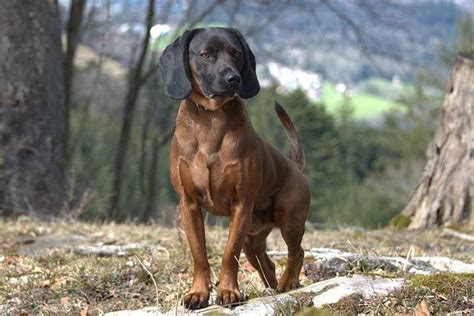Bavarian Mountain Scent Hound Animall24 Dog Breeds A To Z