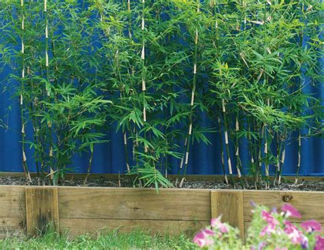 To Bamboo Or Not To Bamboo Planting For Privacy New Zealand Handyman