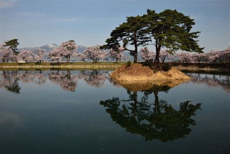 伊那市六道の堤の桜