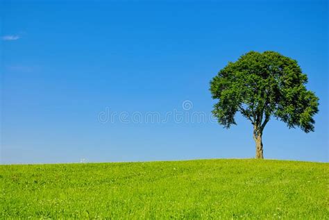 Single Tree In Rural Area Stock Image Image Of Badenwurttemberg