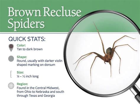 What You Need To Know About Brown Recluse Spiders Brown Recluse