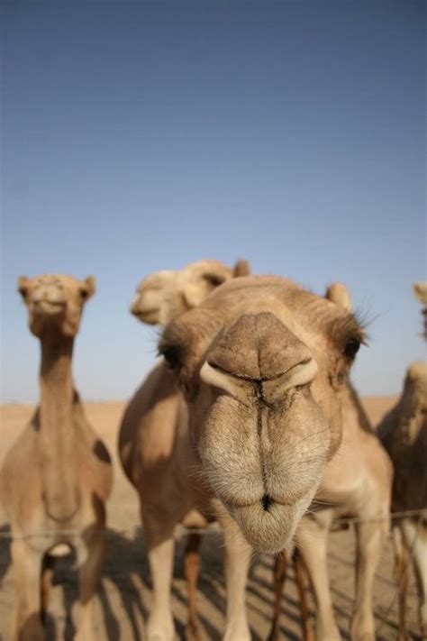We have in addition a beautiful map in landscapes. 1142 best Is this your camel? images on Pinterest | Camels ...