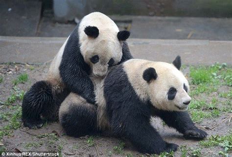 Giant Pandas Finally Mate After Keepers Poke Female With Stick Giant