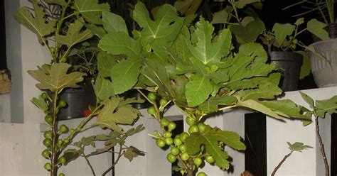 Penyejuk udara adanya pohon di halaman rumah kita amat membantu dalam mewujudkan tempat tinggal yang sejuk dan asri. Pohon Buah Tin Berbuah lebat dalam pot |Pohon Buah Tin
