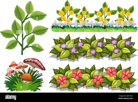 Gran Conjunto De La Naturaleza Con Flores Y Hojas En Blanco Ilustración