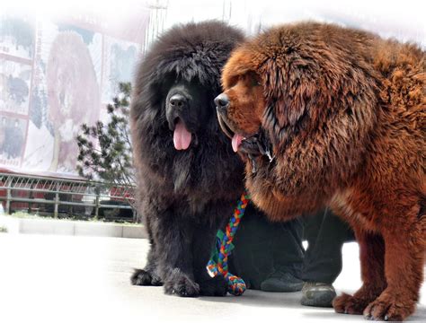 The Biggest Tibetan Mastiffs 29 Photos The Largest Tibetan Mastiff