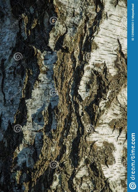 Birch Tree Bark As Background And Texture Stock Image