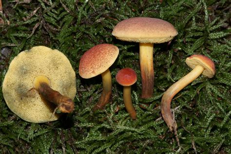 Mushroom Observer Species List Michigan Species List 159