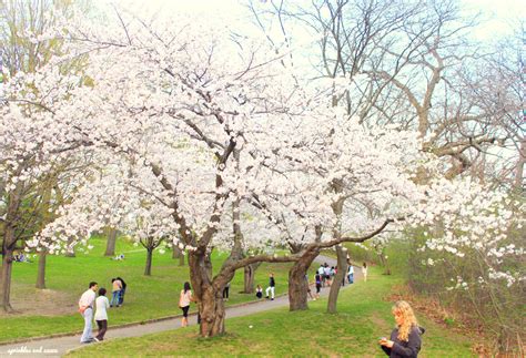 Cherry Blossoms In High Park Toronto Sprinkles And Sauce