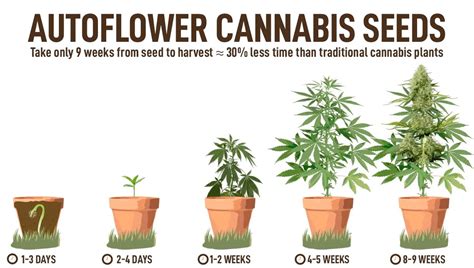 How To Grow Autoflowers A Beginners Guide