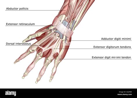 The Muscles Of The Hand Stock Photo Alamy