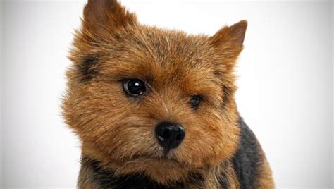 This lovable little dog is among the smallest of the working if you are looking for norwich terrier for sale, you've come to the perfect place! Norwich Terrier : Dog Breed Selector : Animal Planet