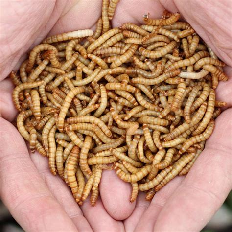 Mealworms For Sale 1000 Count