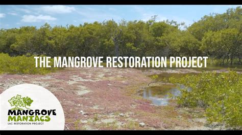 The Incredible Mangroves Of Bonaire Why They Need To Be Saved YouTube