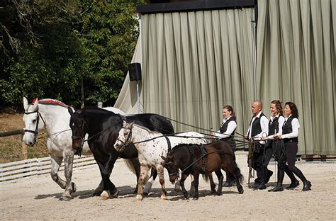 Haras De La Vendée à Cheval à Travers Les époques Vendée Mag