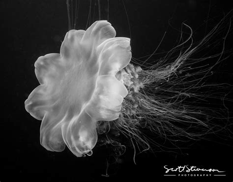 Underwater Photography Special Techniques Black And White