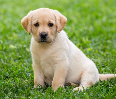 Labrador Puppies For Sale In Pune Labrador Puppy Price Doggywala