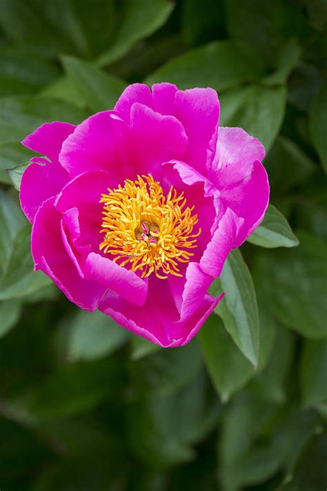 Vivid Pink Peony Flower With Bright Yellow Center Photograph By Matthew