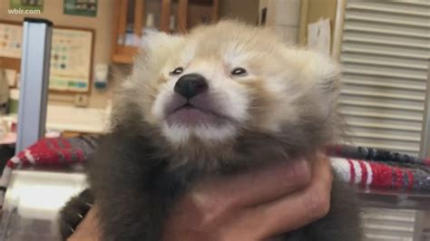 Baby Red Panda Makes Her Zoo Knoxville Debut