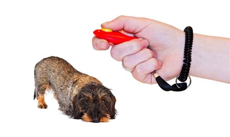 What Does A Dog Clicker Do