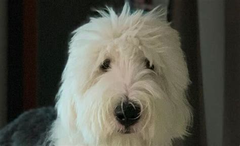 14 Massive Facts About Old English Sheepdogs Petpress