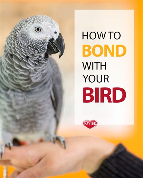 7 Tips For Bonding With Your Pet Bird 🐦 Pet Birds Parrots Pet Birds
