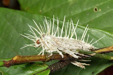 Cordyceps Fungus Infecting Moth Photograph By Dr Morley Read Pixels