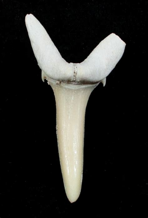 Striatolamia Extinct Sand Tiger Shark Tooth Eocene For Sale 3424