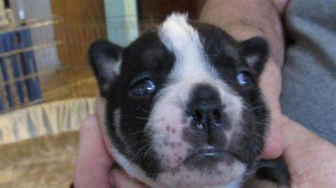 These puppies have been raised in a family environment with lots of love and attention. AKC English Bulldog Male Puppy Rare Color for Sale in Oregon City, Oregon Classified ...