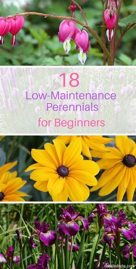 Try Planting These Low Maintenance Perennials In Your Garden Theyre