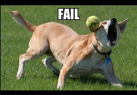 Epic Fail Dog By Cobalt900 On Deviantart