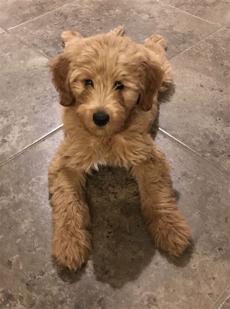 The backcross (f1b) goldendoodle is produced by crossing an f1 goldendoodle with a poodle. F1b medium Goldendoodle | Fluffy dogs, Cute dogs, Mini ...