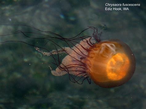Northwest Nature Notes Jellyfish And Their Predators