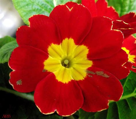 Red Primrose Flower Flowers Are The Sweetest Things God Ever Made
