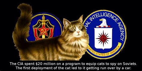 1000 Images About Acoustic Kitty Of The Cia On Pinterest Cats 5