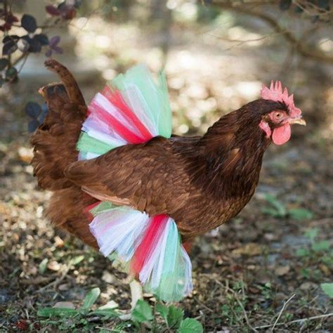 Chickens In Tutus This Summers Chicken Fashion Trend Cutesypooh In