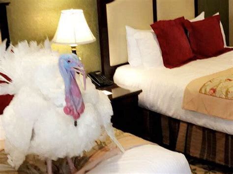 the turkeys due to be pardoned by trump had a luxury hotel stay before their big day express