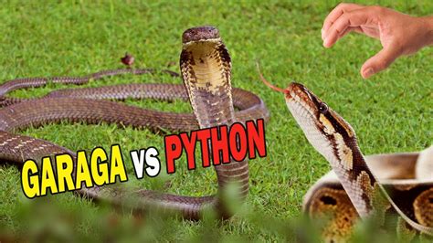 Apes King Cobra Vs Python Di Hutan Kembali Ke Alam Youtube