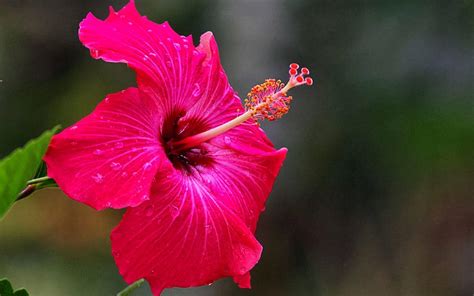 Hibiscus Flower Wallpapers Wallpaper Cave