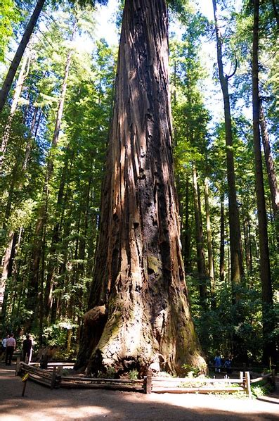 Redwoods Santa Cruz Localwiki
