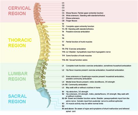 Spinal cord trauma is damage to the spinal cord. Need Info on Thoracic Lesions - Page 1 | BabyCenter