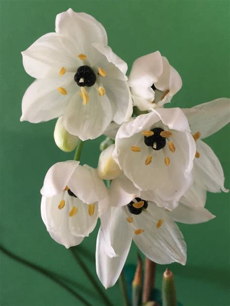 Star of bethlehem herbs plants planters plant herb planets medicinal plants. Star Of Bethlehem (Ornithogalum arabicum) - Garden.org